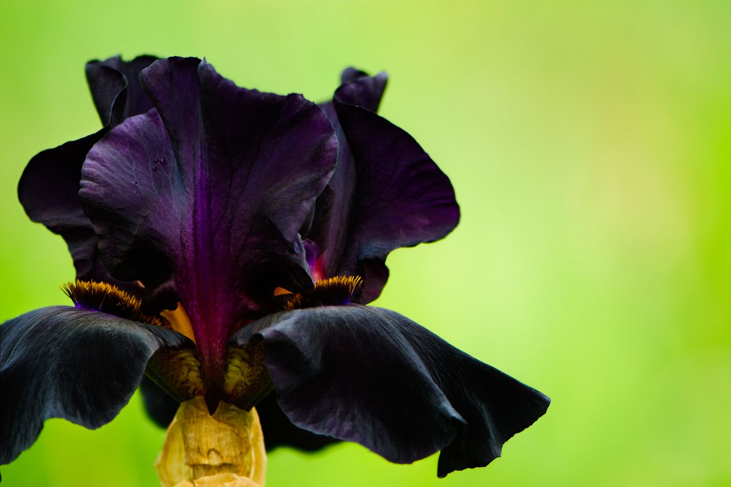 Blackwater Bearded Iris
