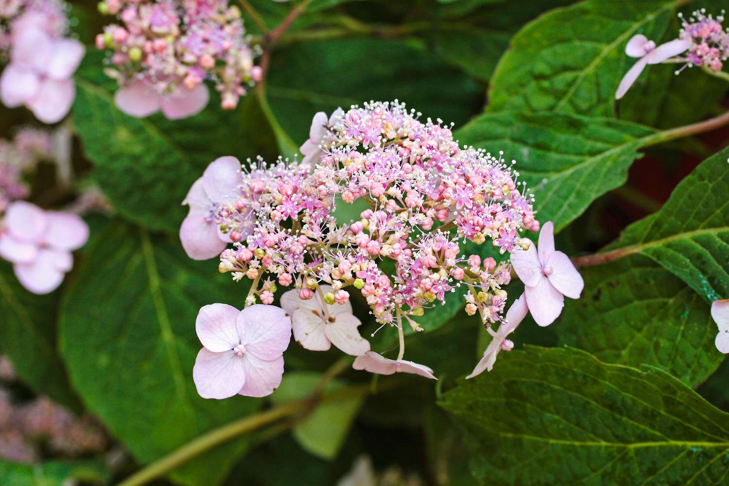 Hydrangea Serrata