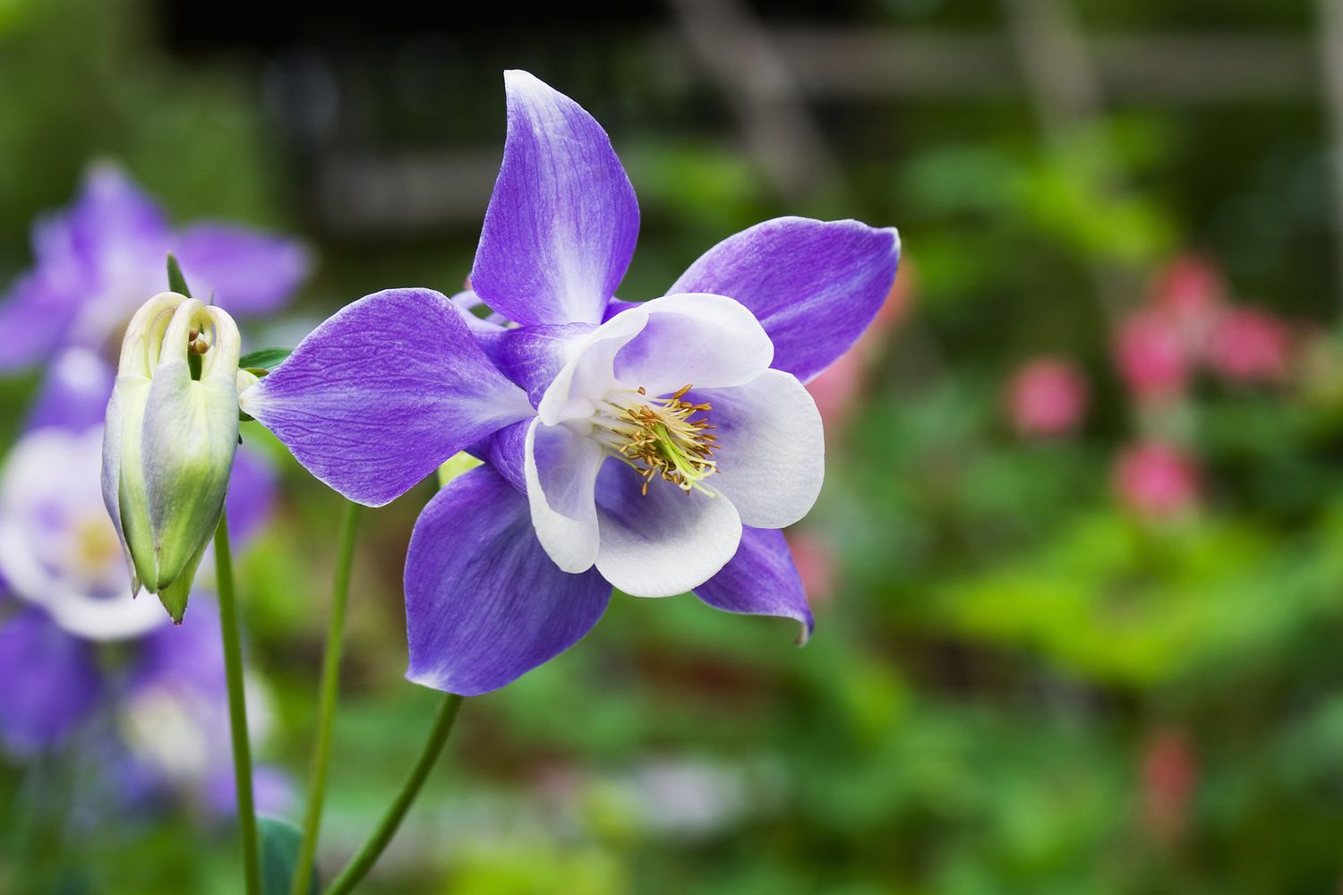 columbine flower