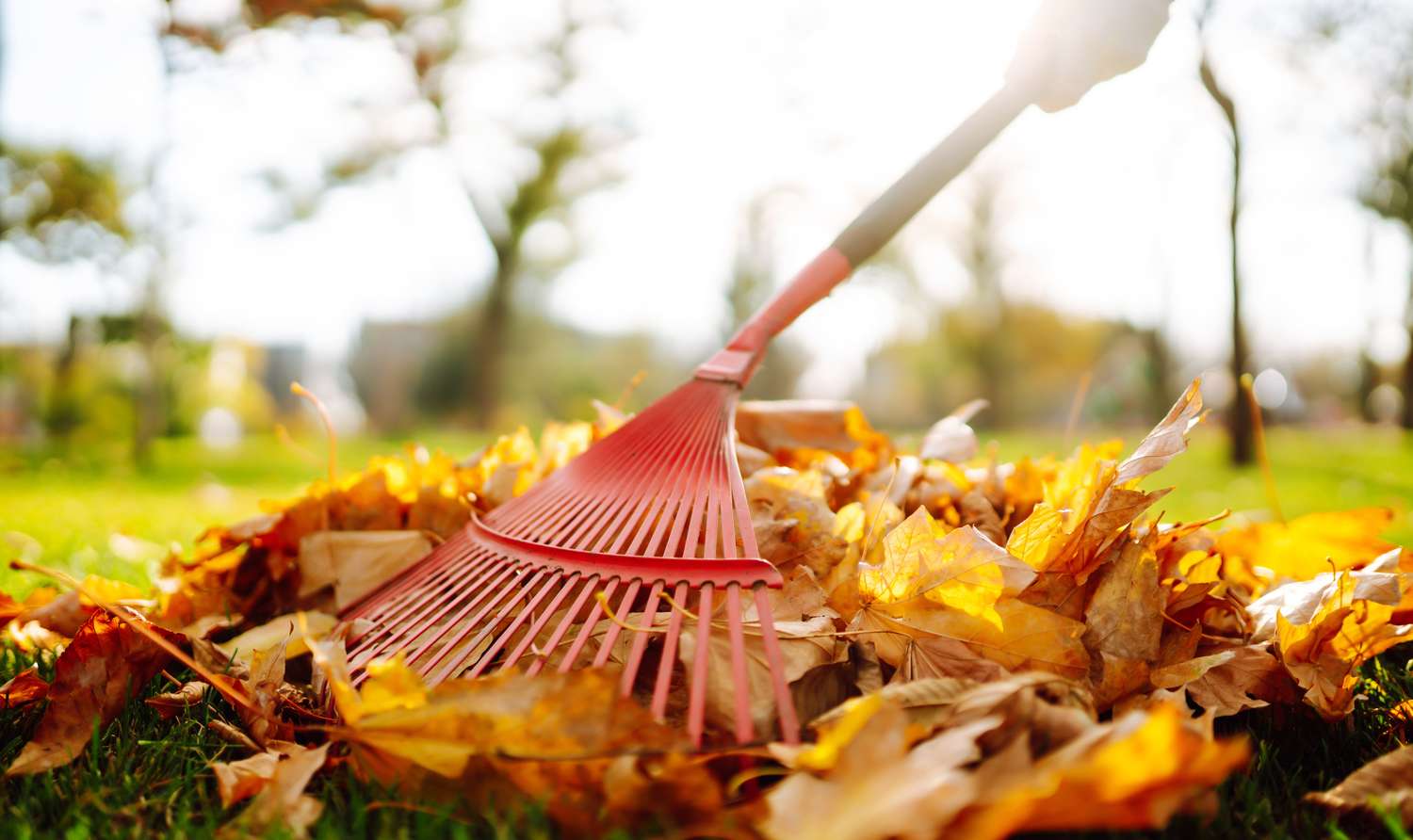 A rake in use near a pile of autumn leaves on grass