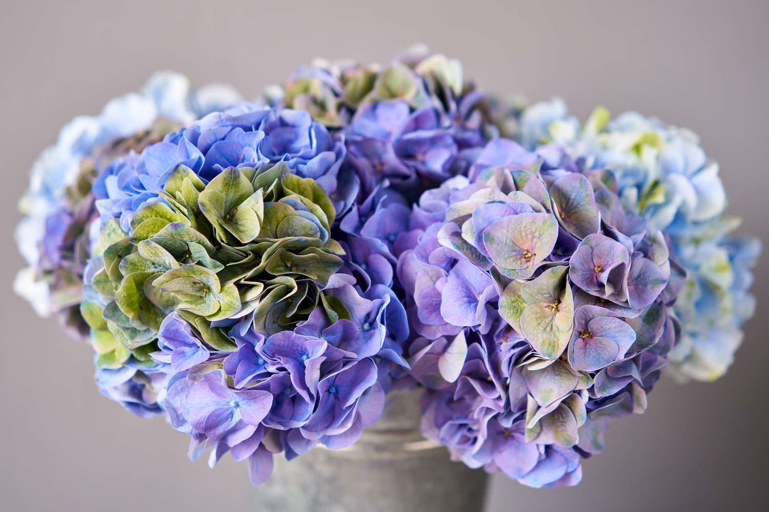 Purple hydrangeas