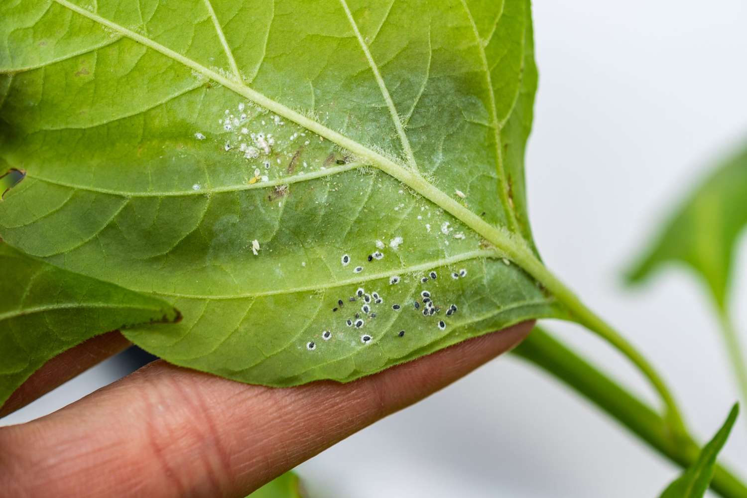 Mealybugs living and spreading under the plant leaf. Mealybugs are sap sucking insects that feed on a wide range of plants.