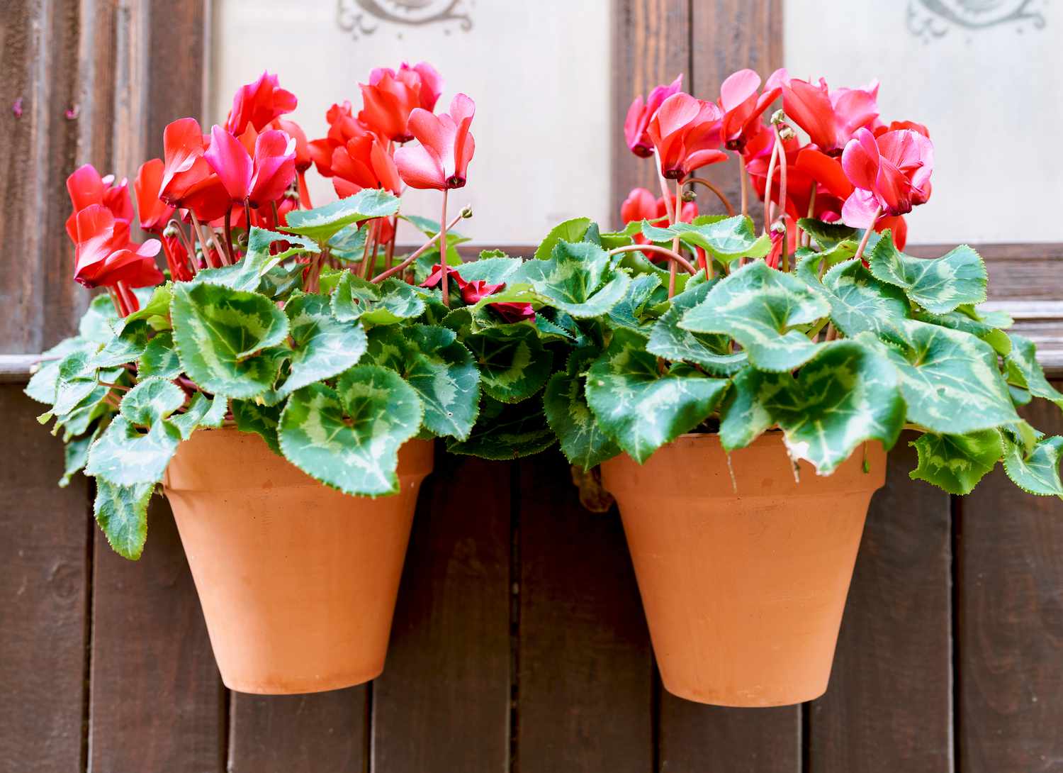 two pink cyclamen in flower pots