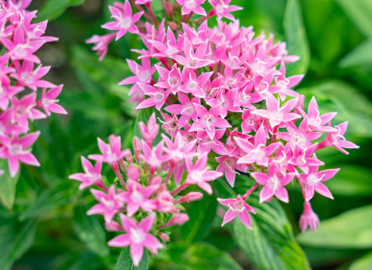 Pentas flowers with pink blooms in a garden