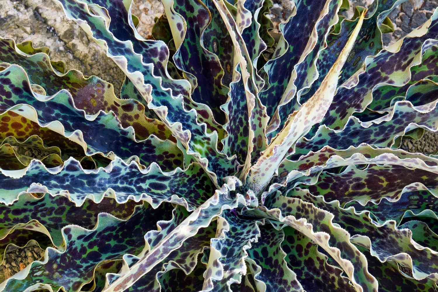 Mangave Desert Dragon