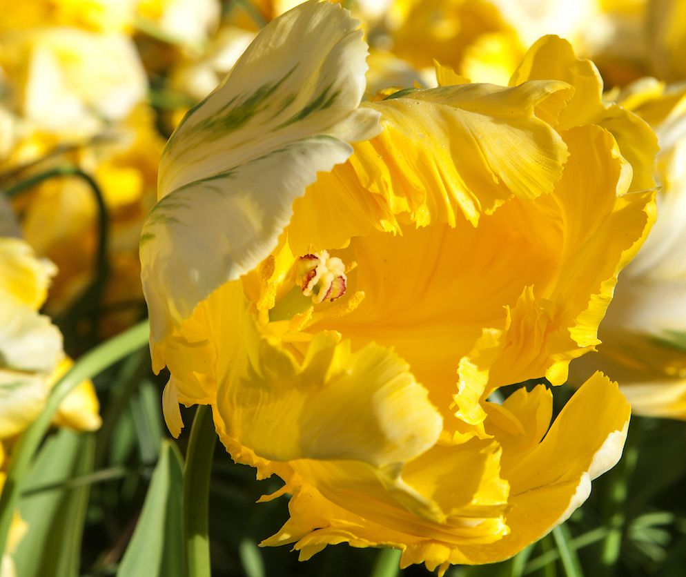 Yellow parrot tulip