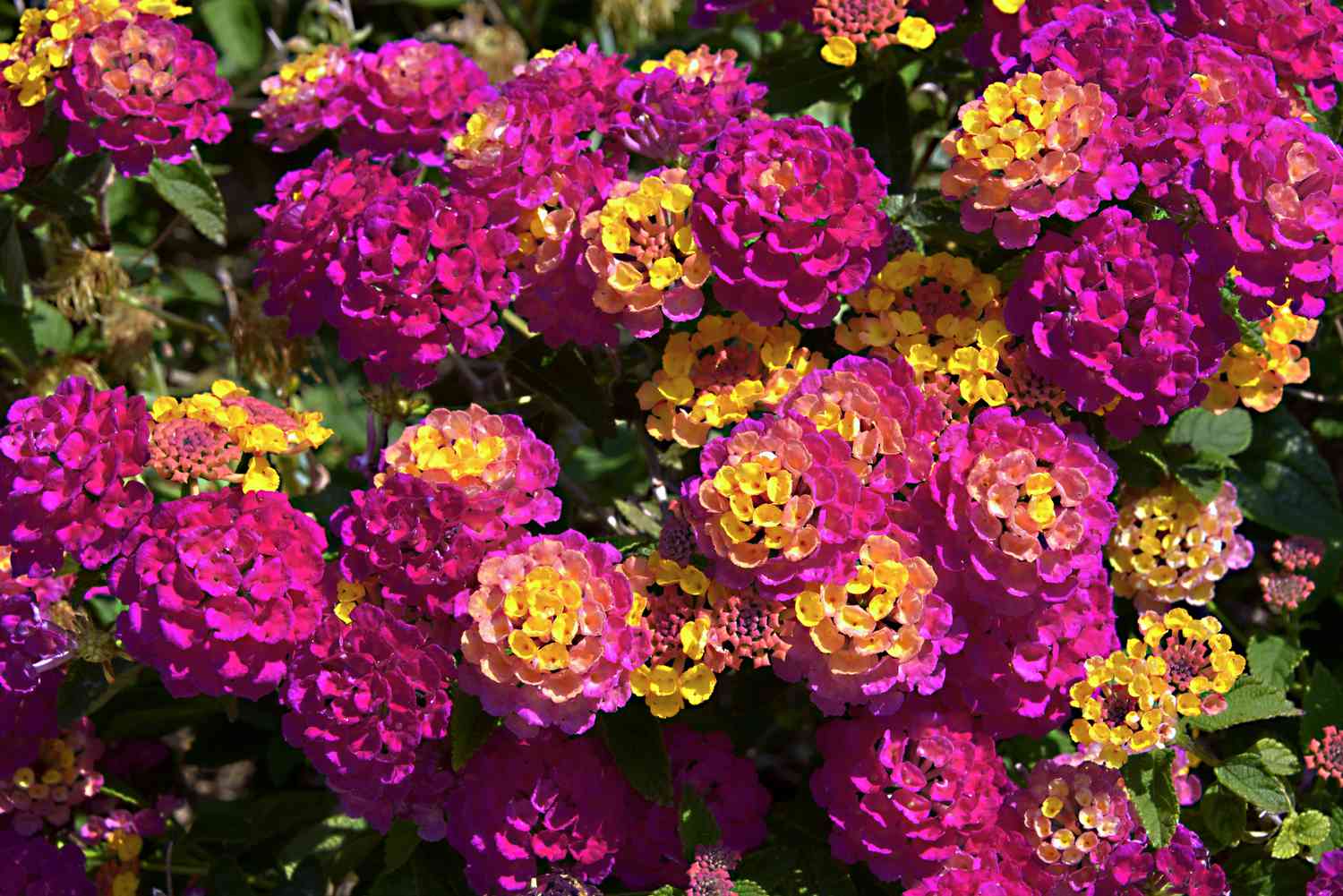 Background of yellow and red Lantana camara flowers