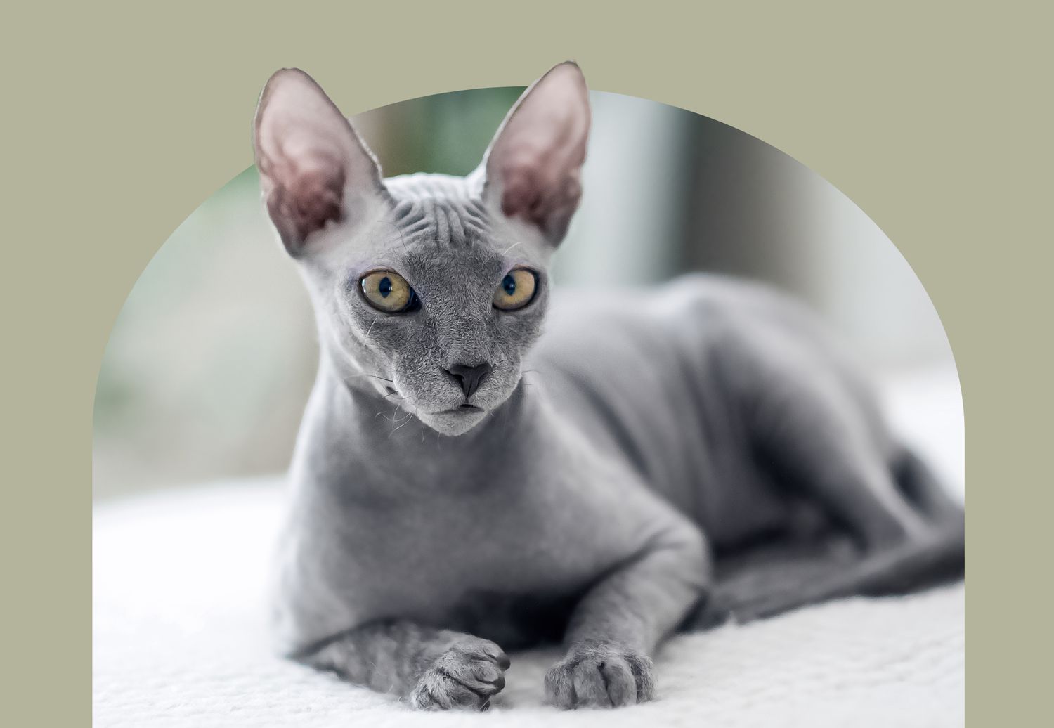 Sphynx cat