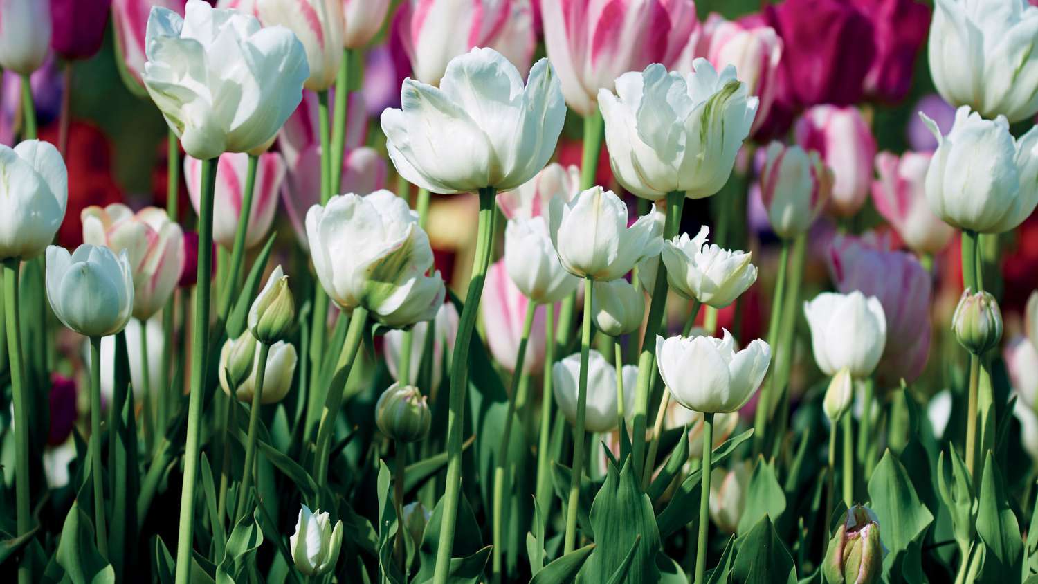 marthas flowers tulips