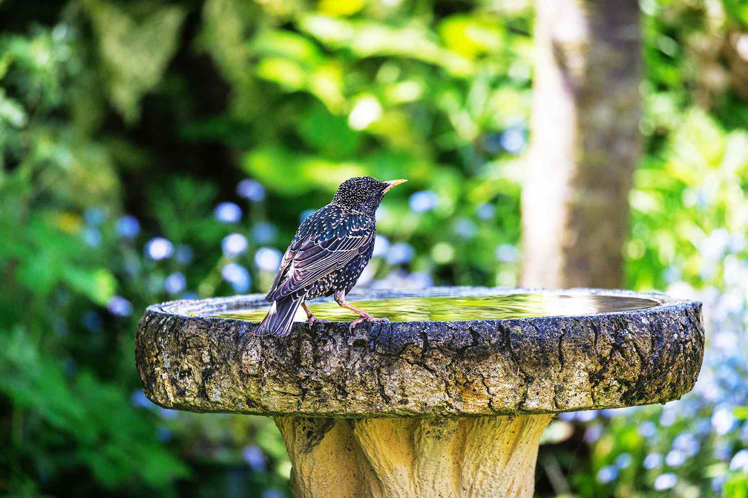 Birdbath
