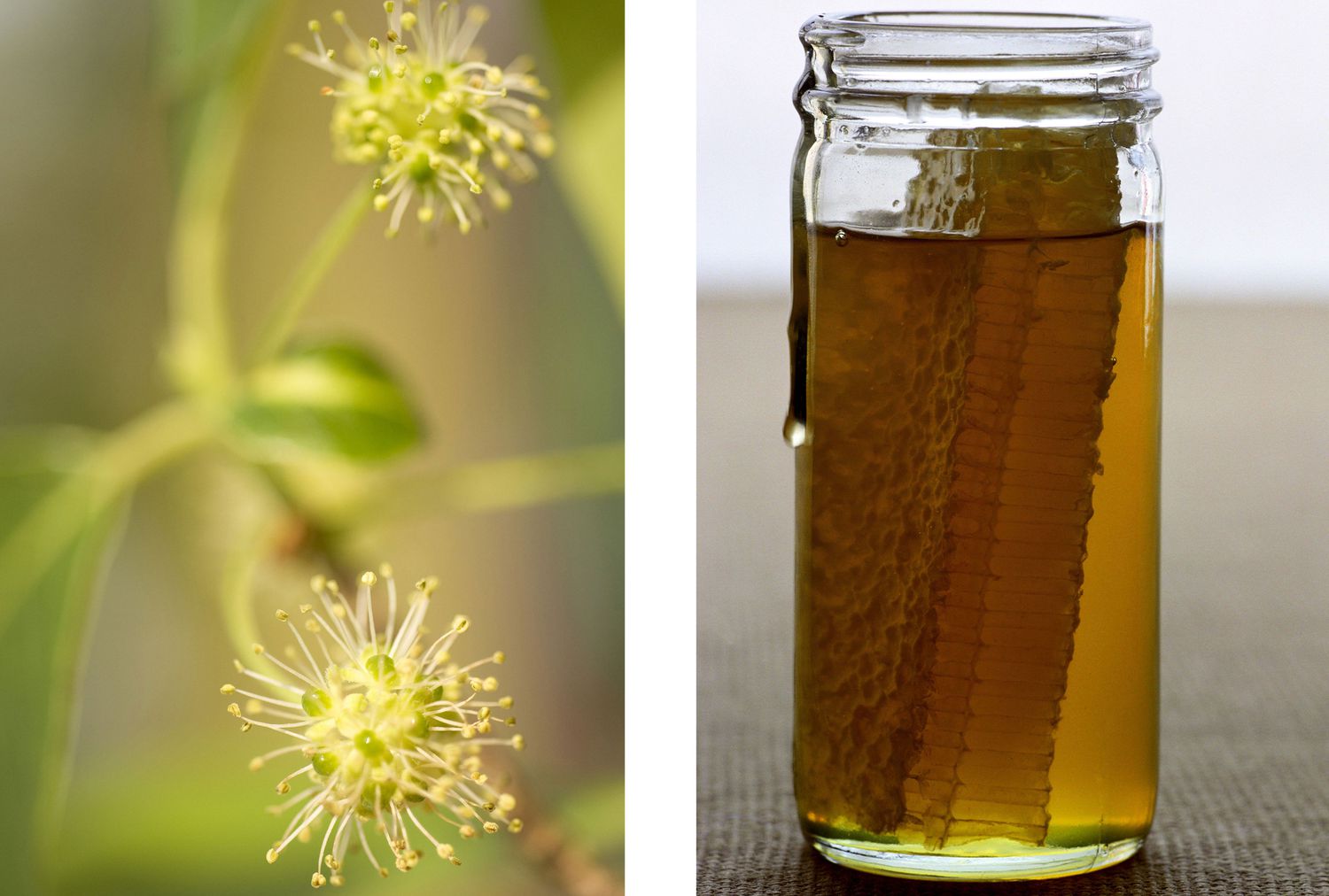 A close-up of tupelo tree flowers and a jar containing honey with honeycomb