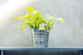 pothos plan in zinc bucket