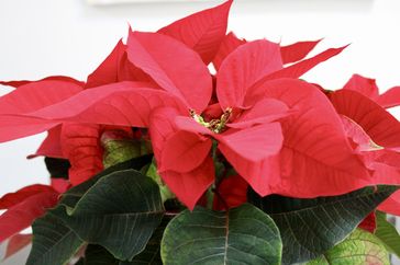 A poinsettia plant with vibrant leaves prominently featured with lush layered foliage