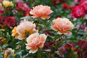 Cluster of blooming roses in a garden setting