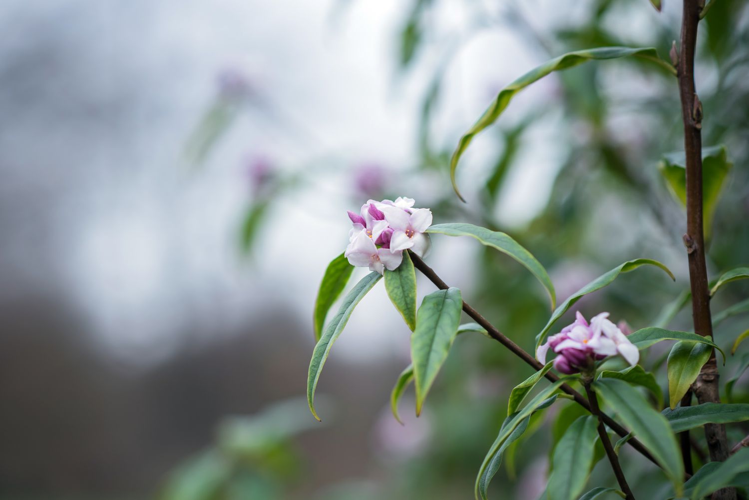 purple daphne flowers