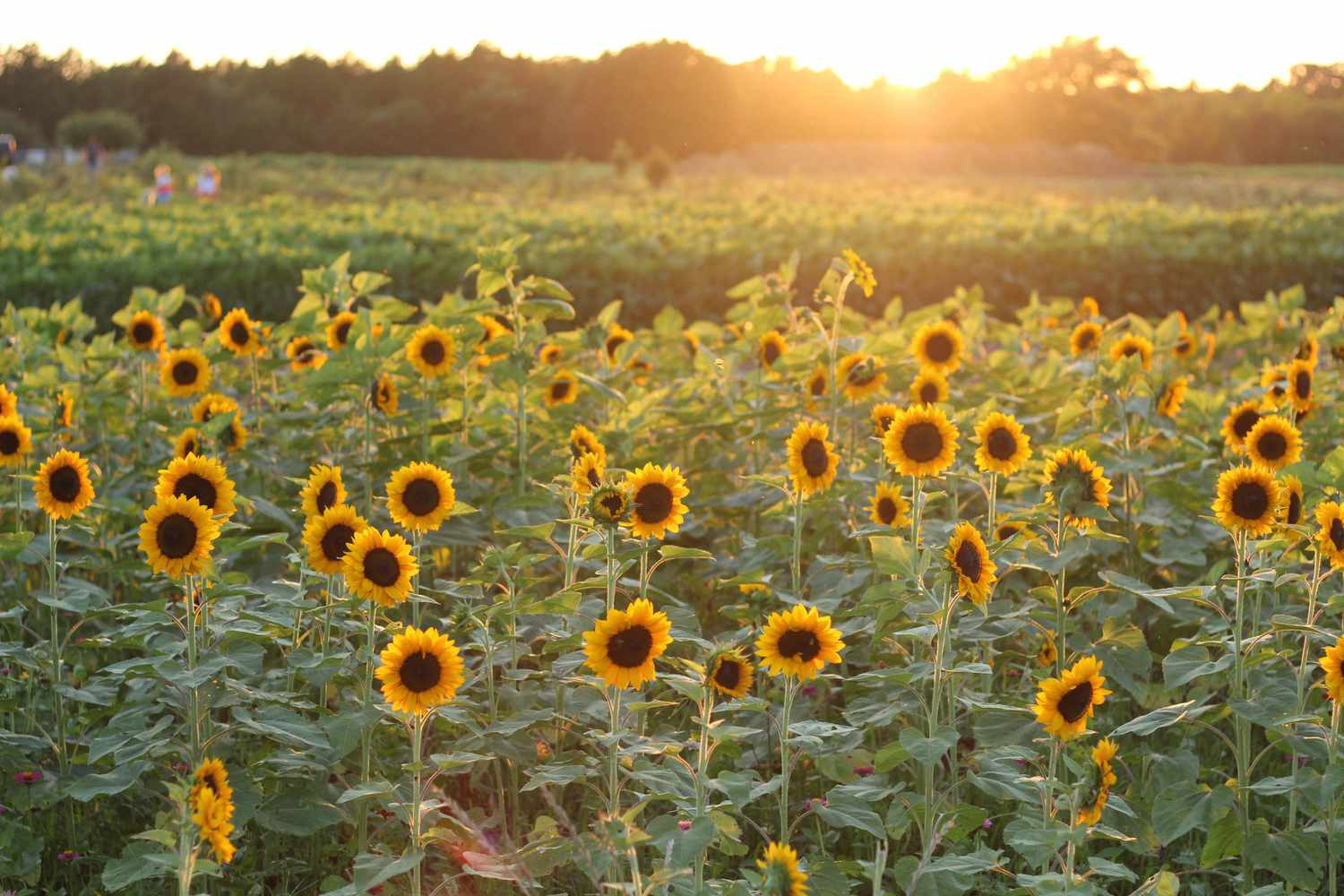 sunflowers in bloom in field at sunset