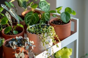 A collection of potted houseplants displayed on a white shelf