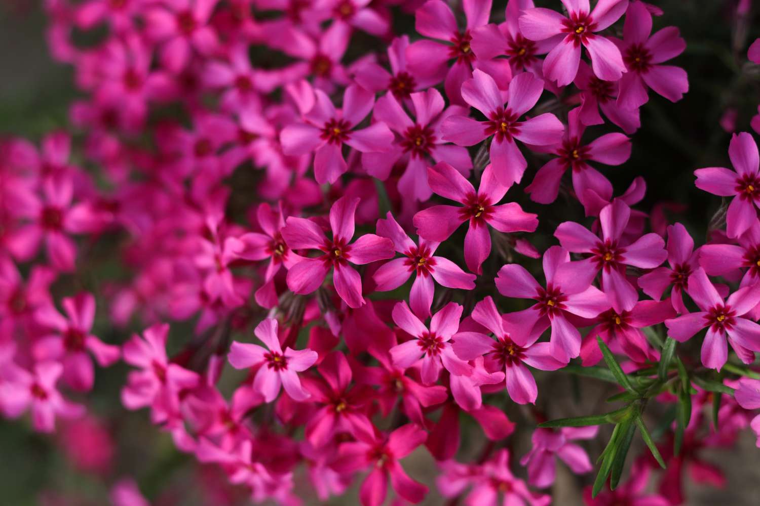 Creeping Phlox