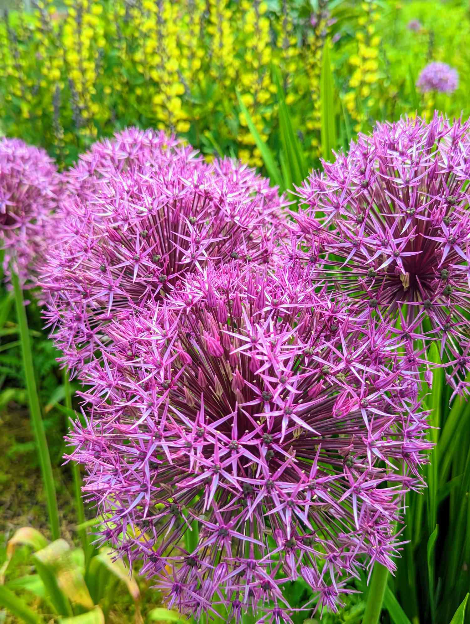 Alliums