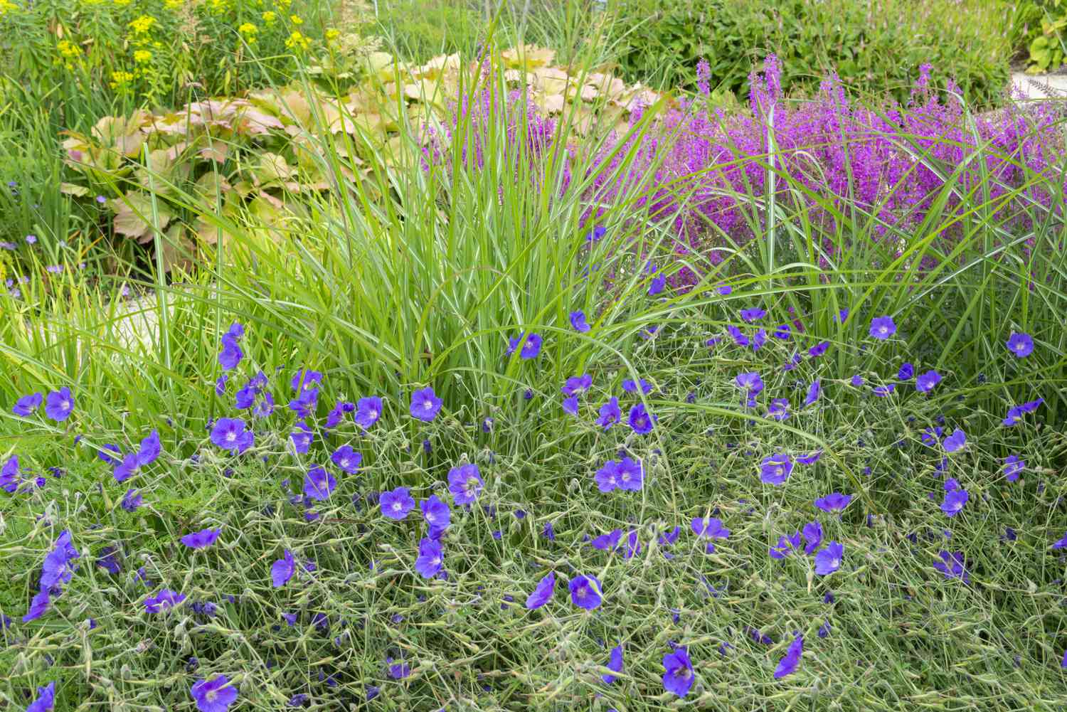 Blue Hardy Geranium combined with Miscanthus, Lythrum Salicaria and Rodgersia in an English garden in July.