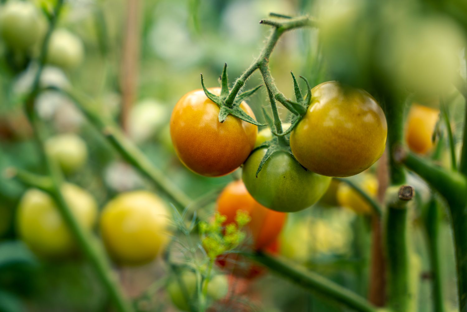 Close-up of the small unripe tomatoes on the branch, at backyard garden