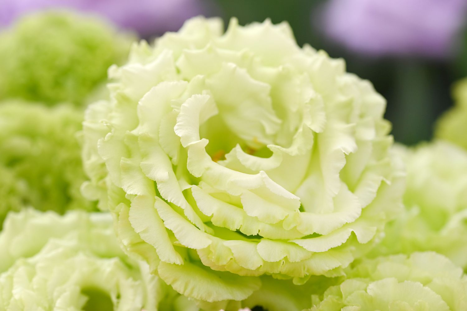 Green lysianthus russellianum flower