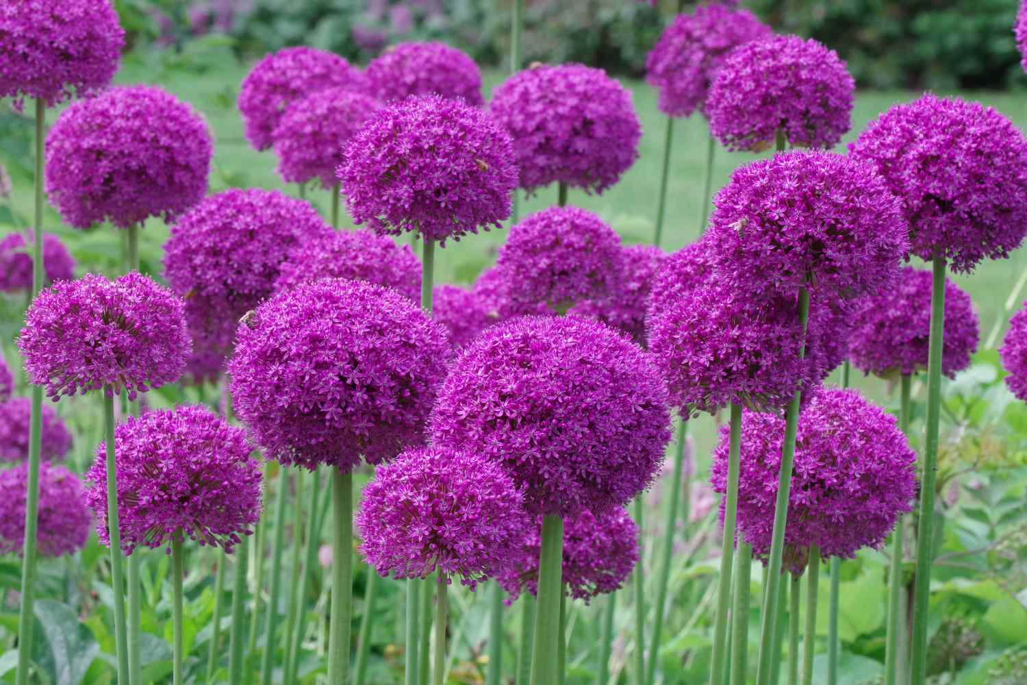 A group of spherical flowers in a garden standing on tall green stems