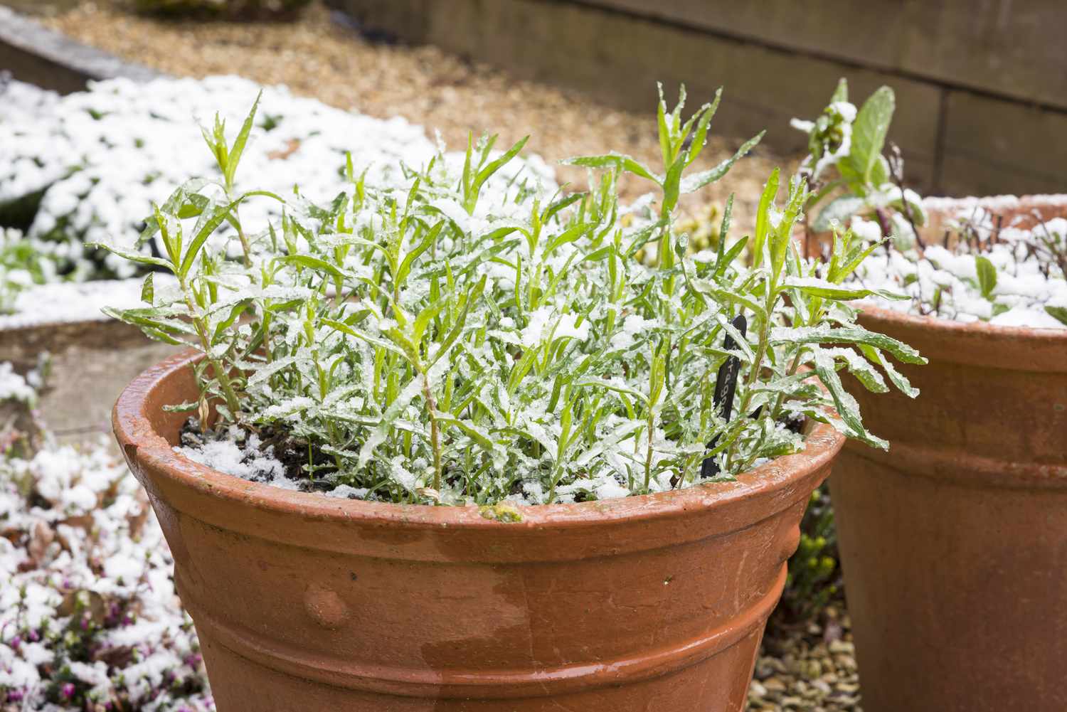 terracotta planter containing plants with snow on them