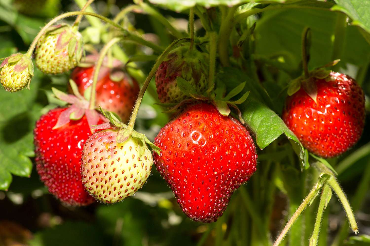 Growing strawberries