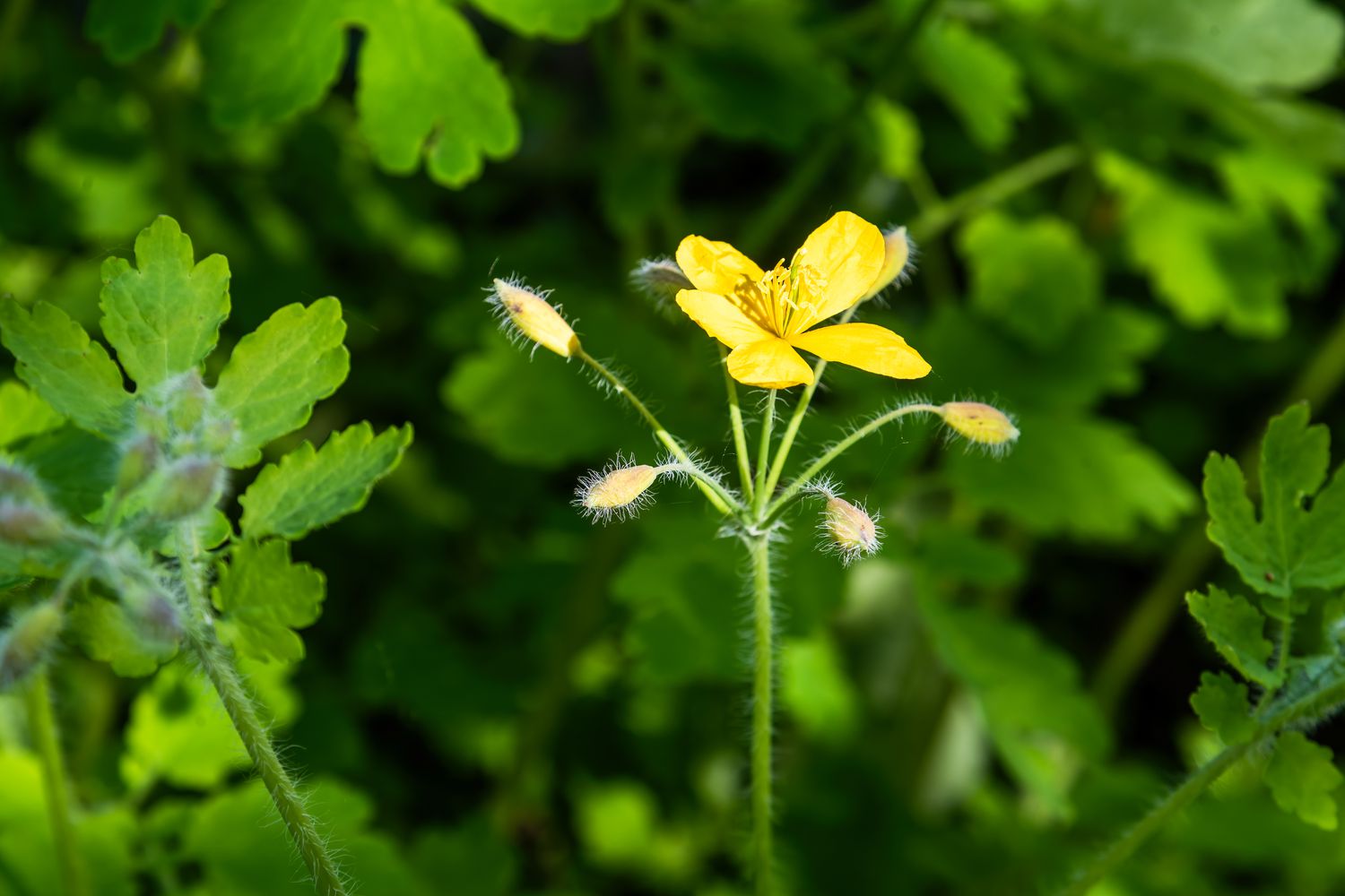 Celandine