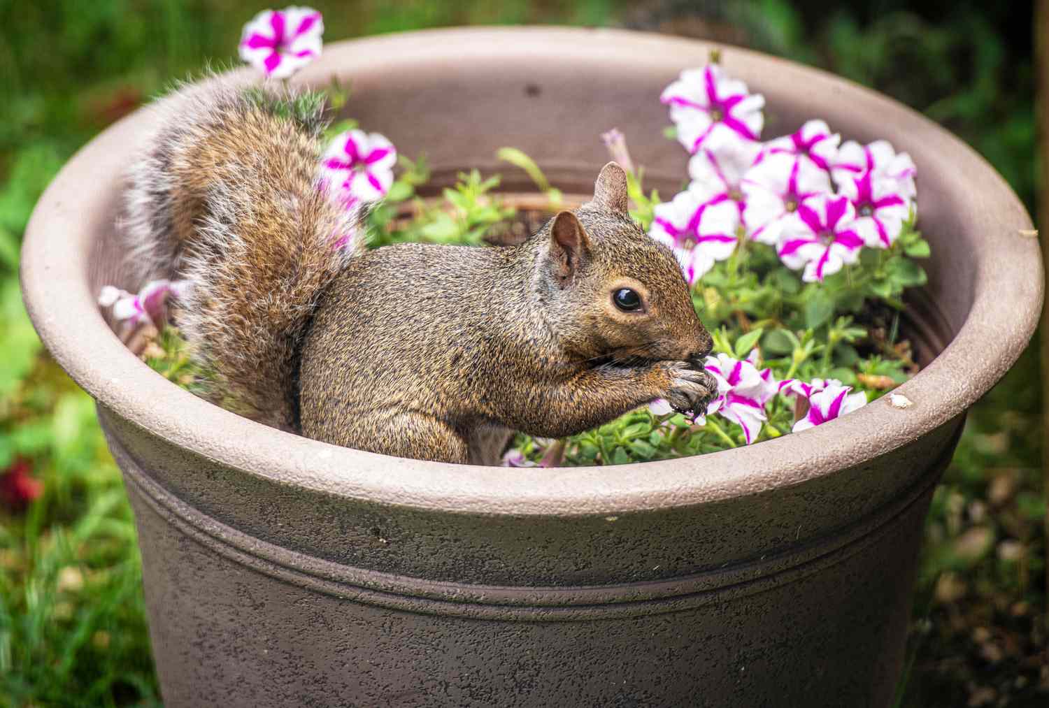squirrel in flower pot