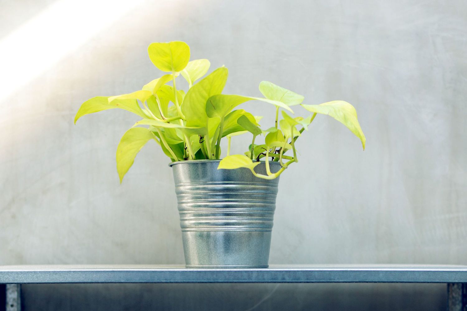 pothos plan in zinc bucket