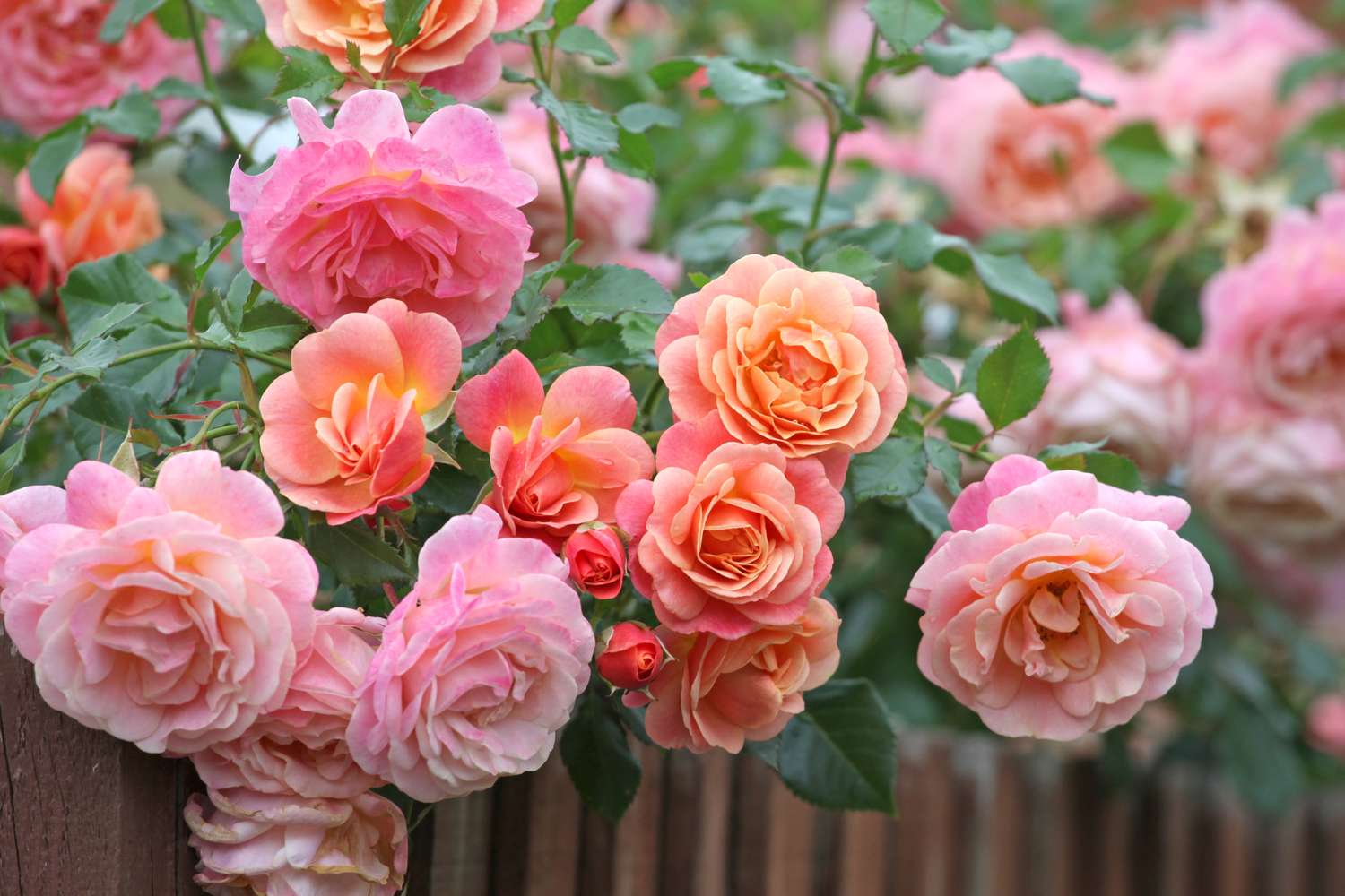 Cluster of roses in bloom near a wooden fence