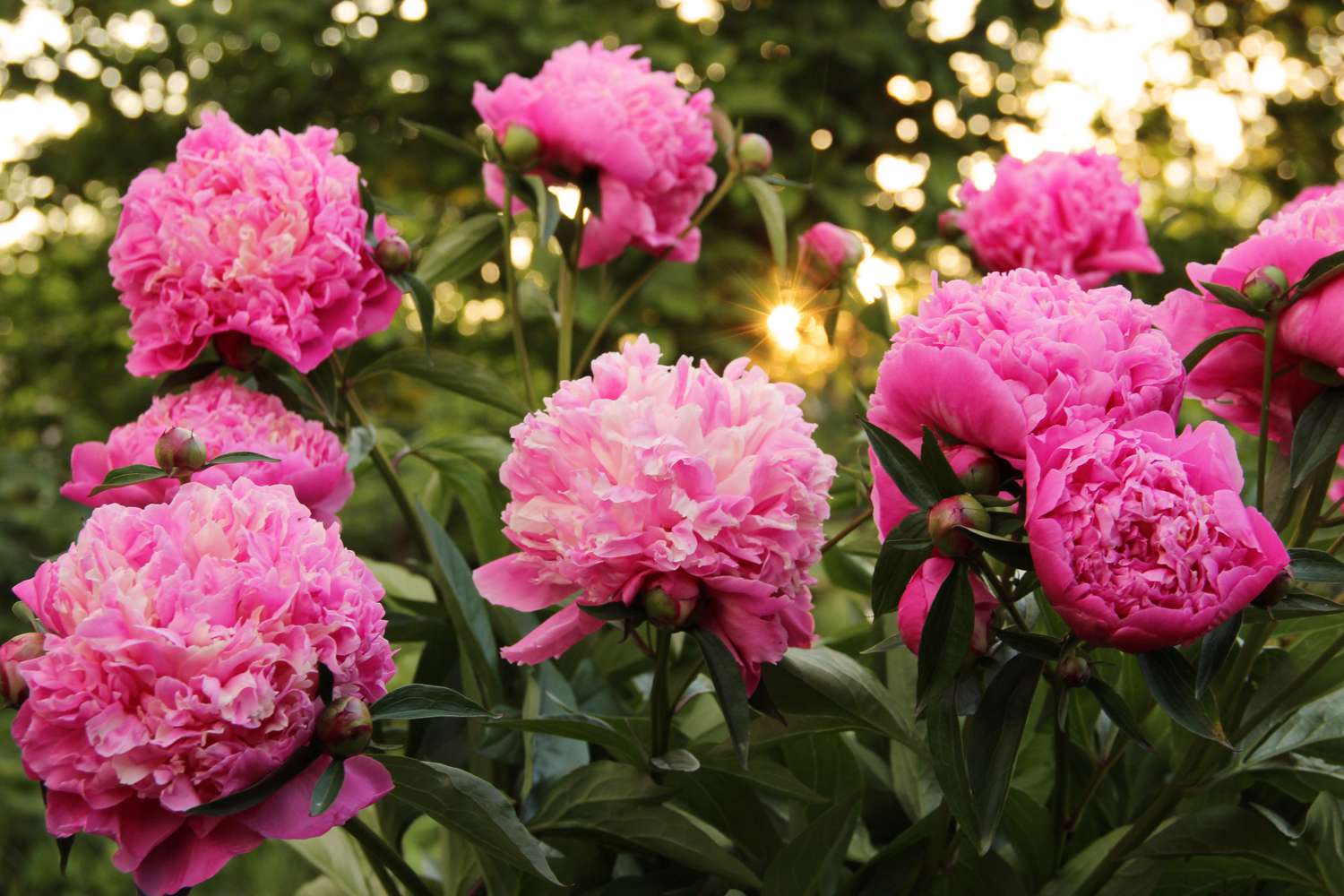 Peonies in a garden