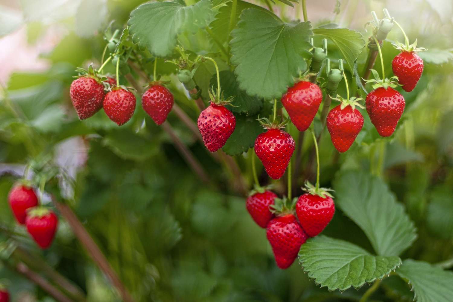 Closeup of strawberry vines in a garden covered in dangling strawberries