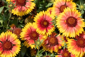 A group of colorful flowers in closeup arrangement showing distinct patterns and petals