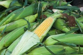 Several ears of corn one of which is partially husked to reveal the kernels