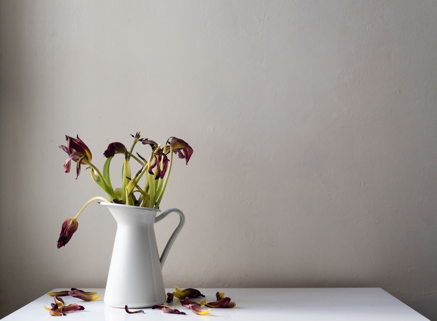 Dying dark red tulips in white jug with scattered petals on white table against neutral coloured wall