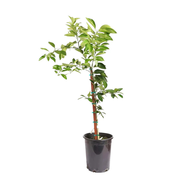 A young potted plant with leaves and branches