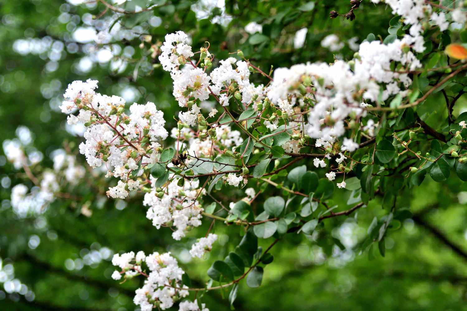 white flowers on a tree branch