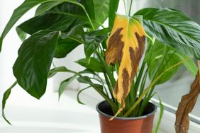 yellow leaves plant