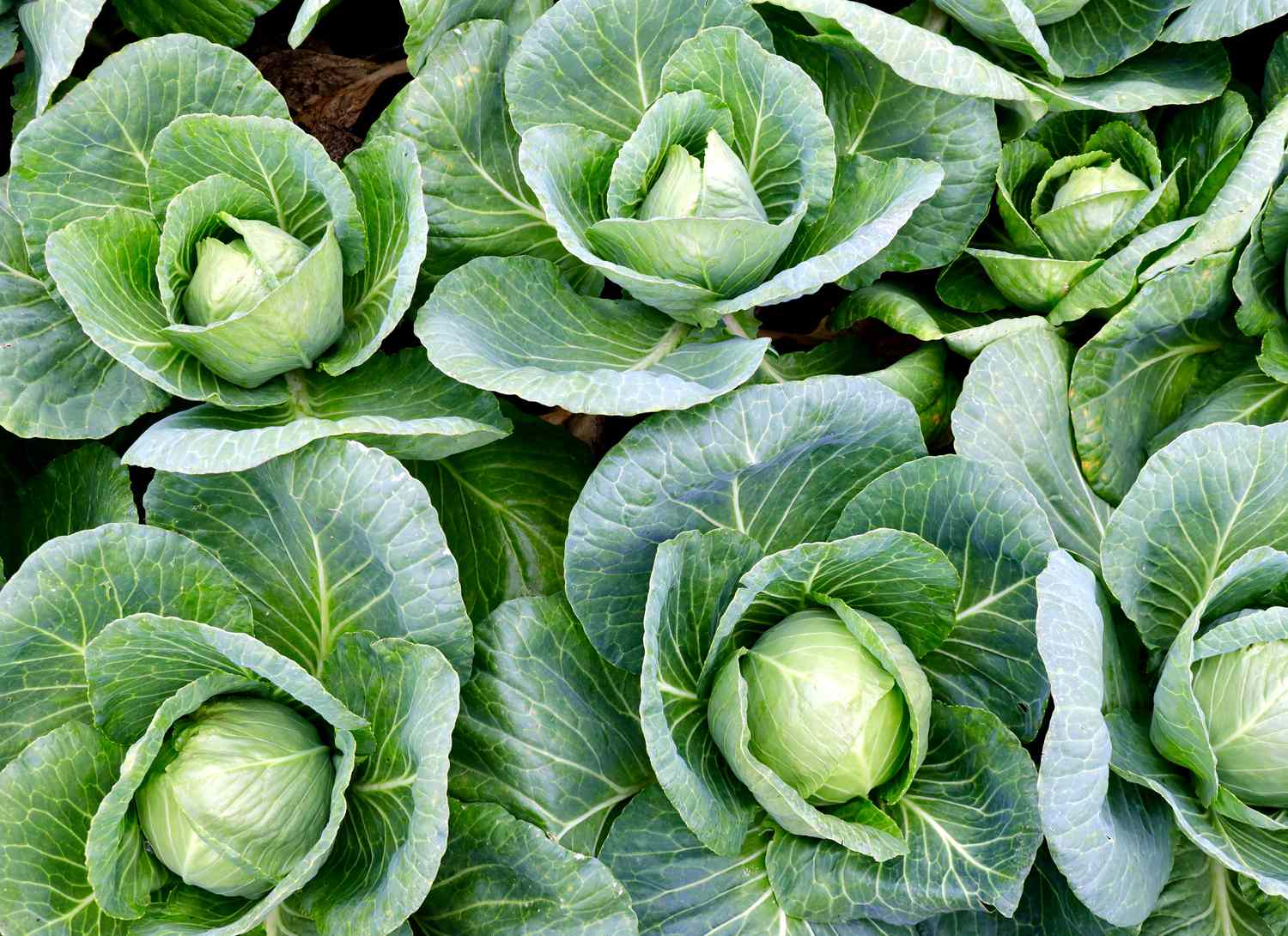 overhead view of cabbage growing in a garden
