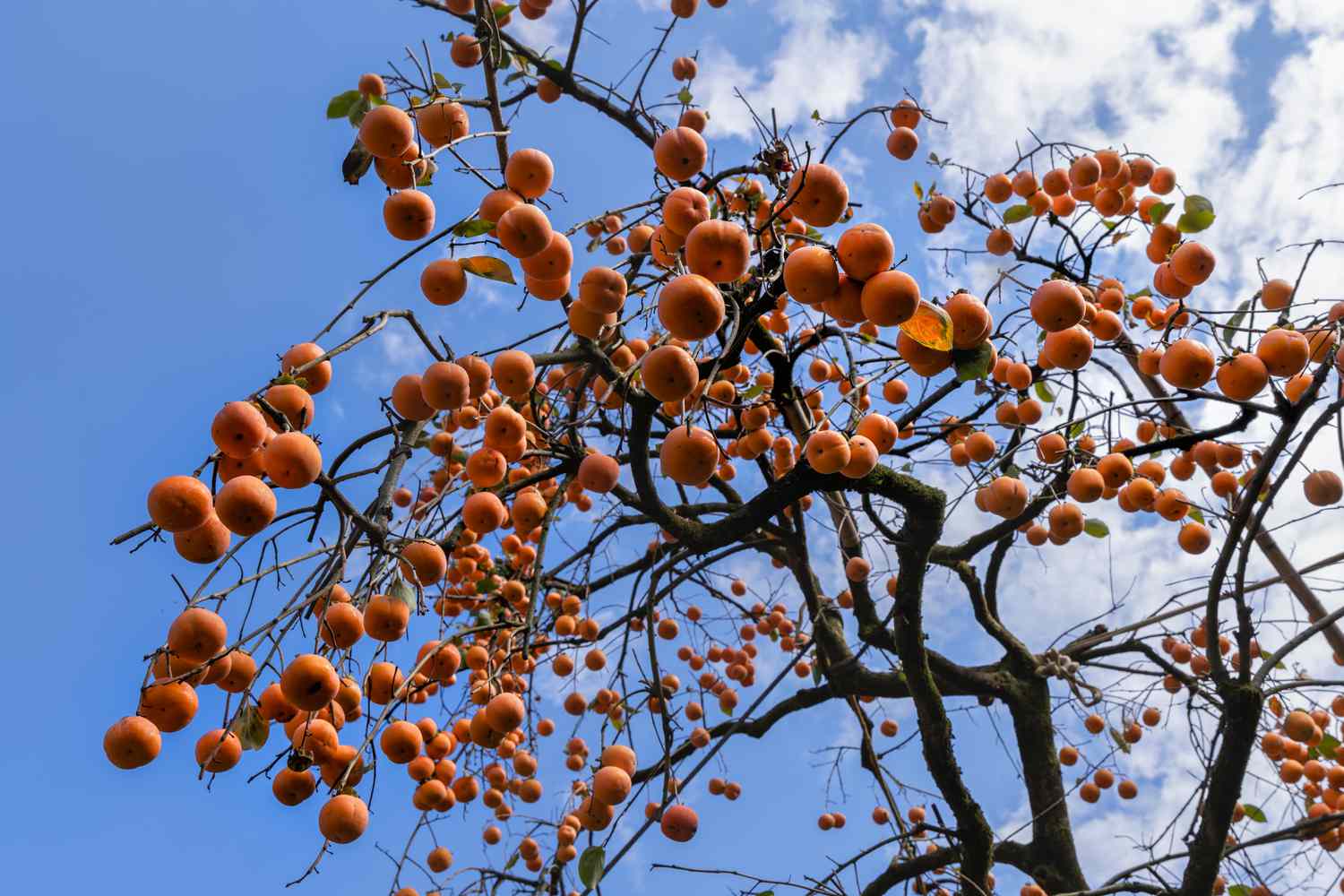 persimmon tree