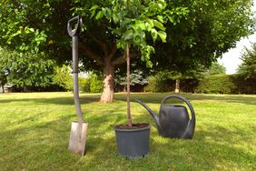 Young tree with shovel and watering can