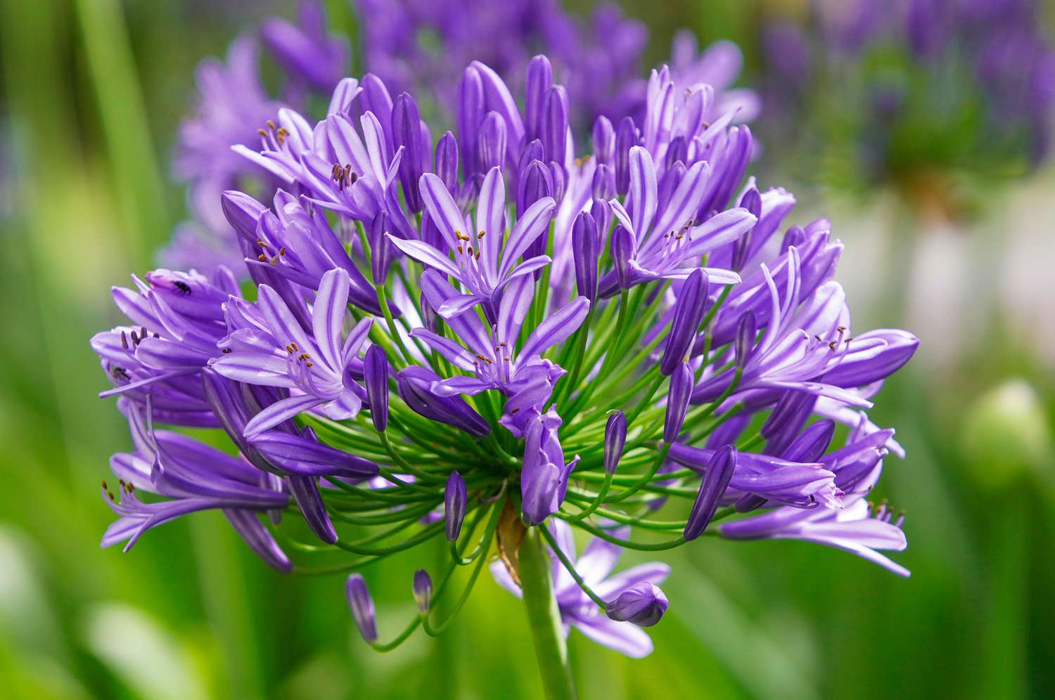 ever amethyst agapanthus