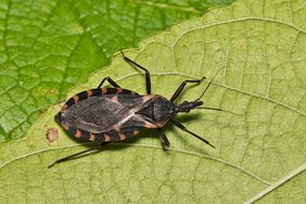A beetlelike insect on a green leaf with distinctive orange and black markings on its body and legs