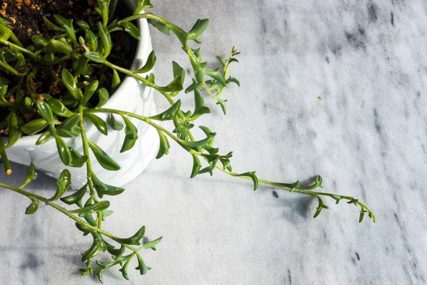 String of Dolphins plant