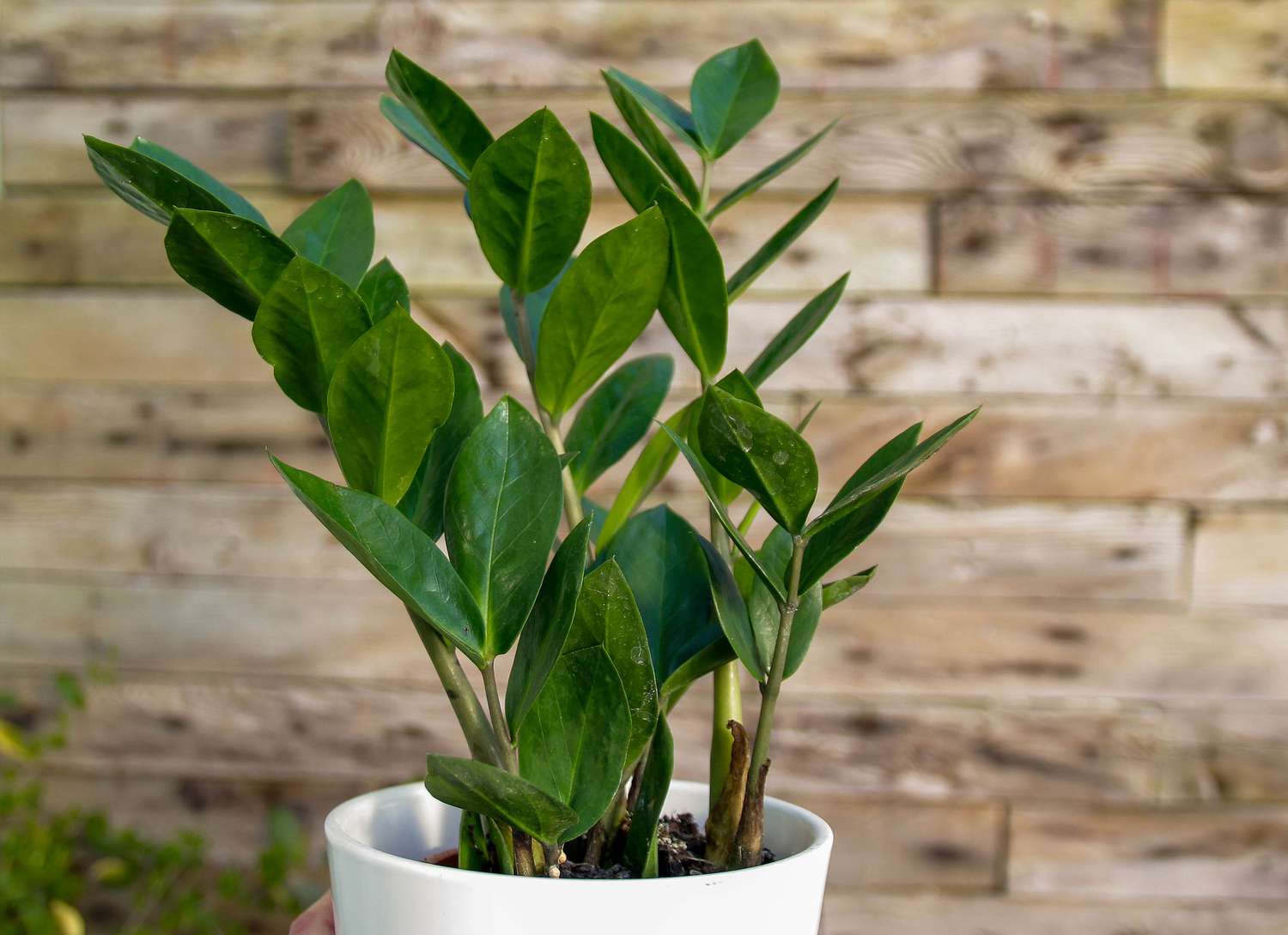 zz plant in a white pot wooden background