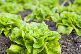 green lettuce in garden