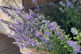 Purple flowering plant in a container outdoors